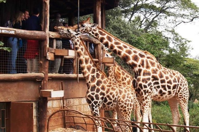 Karen Blixen Museum & Giraffe Centre Half day tour - Key things to know before you go