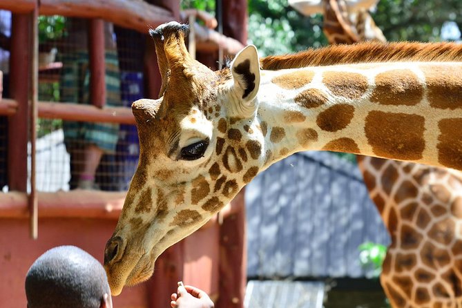 Karen Blixen Museum & Giraffe Centre Half day tour - Karen Blixen Museum: a 1912 house with movie details and Karen art