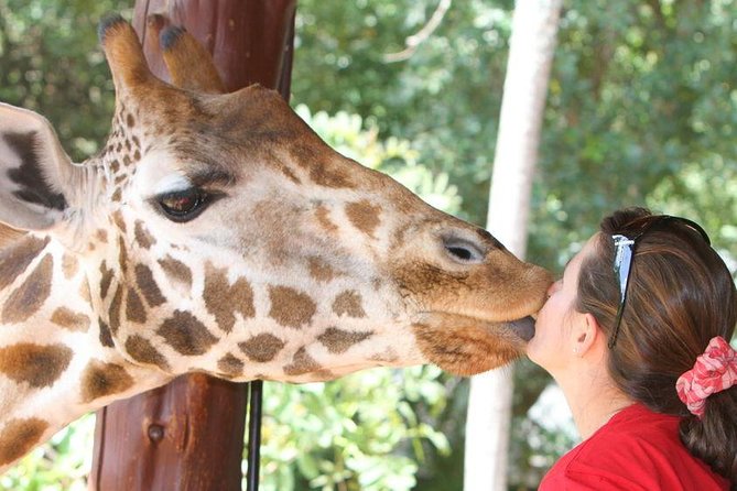 Karen Blixen Museum & Giraffe Centre Half day tour - A guide-driven day: Lillian, Julius, Paul, and why it changes everything