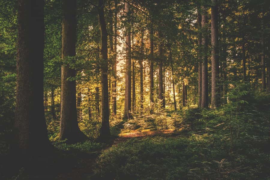Karura forest A walking tour from Nairobi - Entering Karura Forest, Nairobi’s Real-Life Escape