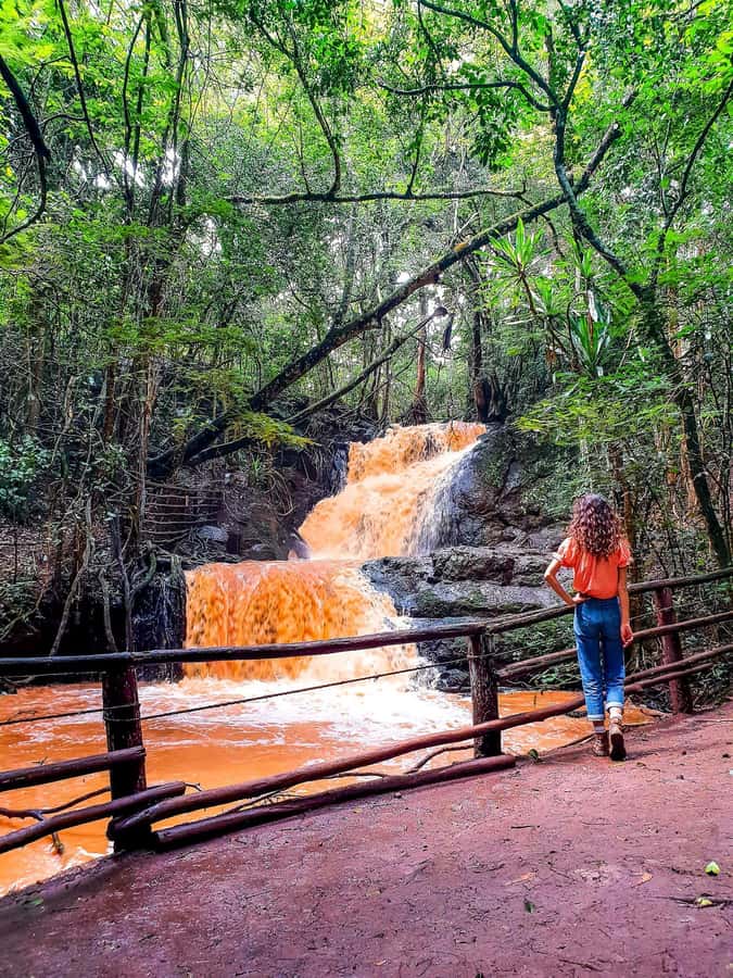 Karura forest A walking tour from Nairobi - Hotel Pickup and the Scenic Drive You Actually Need