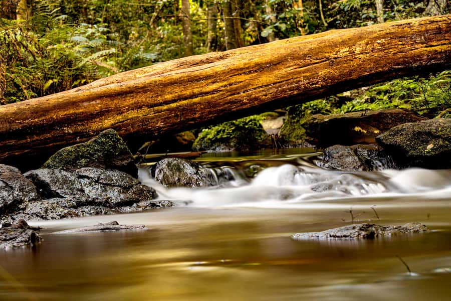 Karura forest A walking tour from Nairobi - Wildlife Spotting Without the Pressure