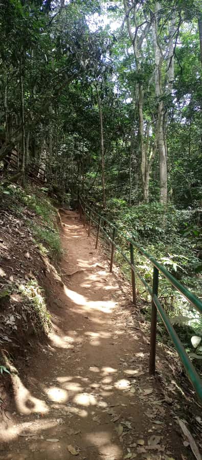 Karura forest: A walking tour into Nairobi's Nature Oasis - Welcome and orientation: history plus how to spot wildlife