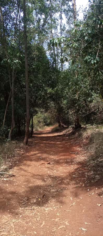 Karura forest: A walking tour into Nairobi's Nature Oasis - Mau Mau Caves: independence-era stories in the shade