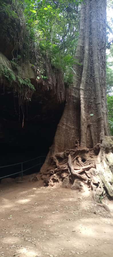 Karura forest: A walking tour into Nairobi's Nature Oasis - Picnic lunch time: plan for your own food and drinks