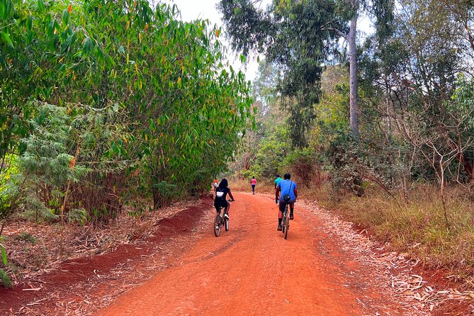 Karura Forest Nature Trail - Karura Forest in Nairobi: Why This Walk Feels Like a Real Escape
