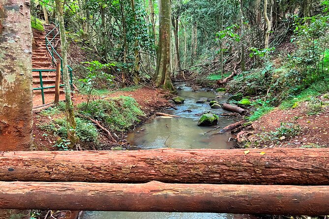 Karura Forest Nature Trail - Waterfall and Caves: The Stops You Should Plan for Mentally