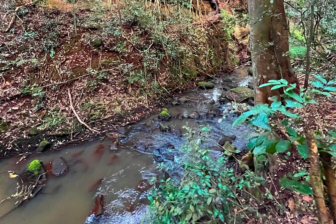 Karura Forest Nature Trail - The 8am Start and 3 to 5 Hour Pace That Works