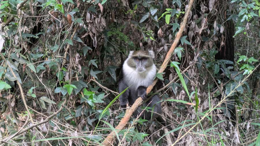 Karura Forest: Walking tour with Nature and Waterfalls. - Price, entry fees, and the value of a local guide