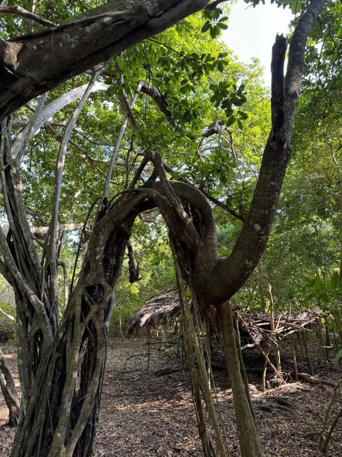 Kaya Kinondo Sacred Forest Guided Tour - Key highlights to know before you go