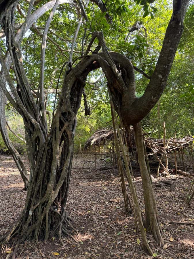 Kaya Kinondo Sacred Forest Guided Tour - From Diani hotel pickup to Kaya Kinondo, the 30 minute start that matters