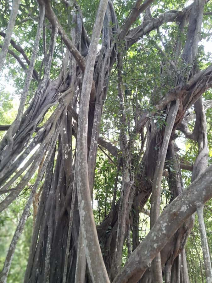 Kaya Kinondo Sacred Forest Guided Tour - Meeting your guide, getting traditional attire, then stepping into the forest