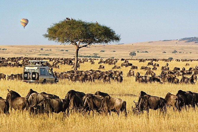 Keekorok Lodge 3 Days, 2 Nights Maasai Mara Offer - Meals, WiFi, and That Hippo Pool Moment at the Lodge