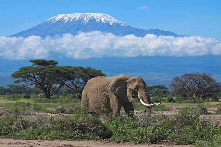 Kenya: 7-Day Big 5 Safari Tour from Nairobi - Key Safari Highlights You’ll Actually Feel