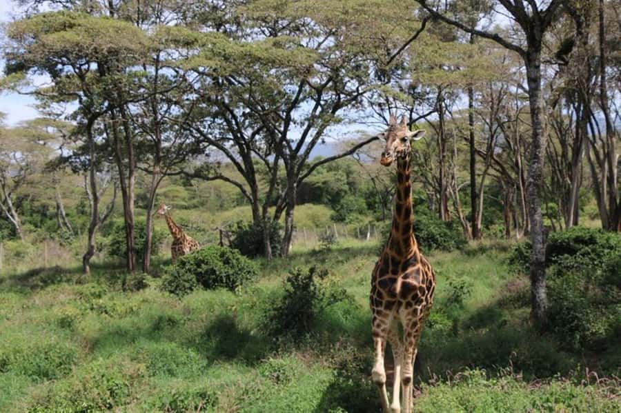 Kenya: 7-Day Big 5 Safari Tour from Nairobi - From Nairobi Out to the Great Rift Valley Viewpoint and Maasai Mara