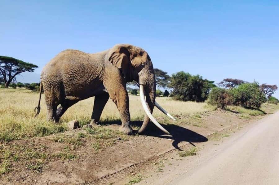 Kenya: 7-Day Big 5 Safari Tour from Nairobi - Mara to Lake Nakuru: A Park Change That Breaks Up the Safari Grind