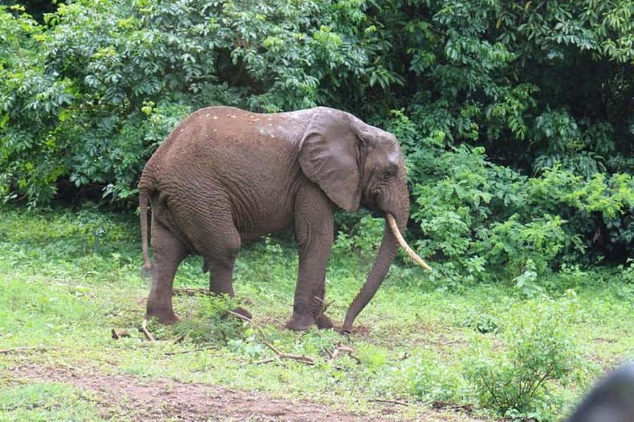 Kenya: 7-Day Big 5 Safari Tour from Nairobi - Amboseli: Mount Kilimanjaro Views and Elephant Herds on the Move
