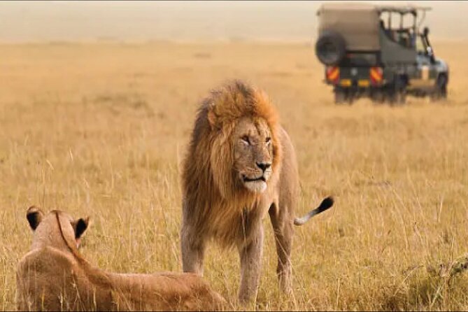Kenya safari - Maasai Mara arrival day: Big Five chances, balloon options, and sundowners