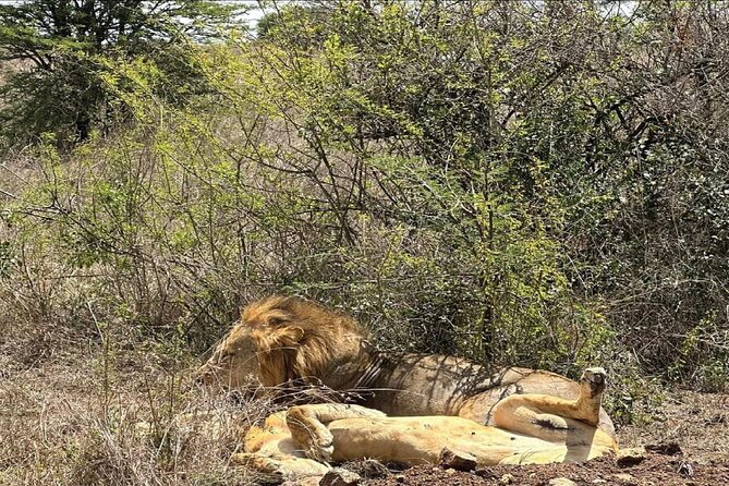 Kenya safari - Hotel base, meals, and what included really means for you