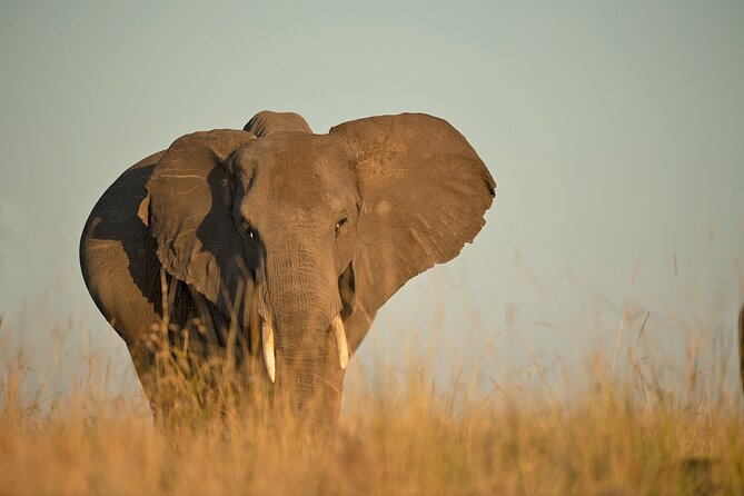 Kenya Safari: Amboseli, Lake Naivasha & Masai Mara - Private 4x4 Game Drives With a Top Naturalist-Style Guide