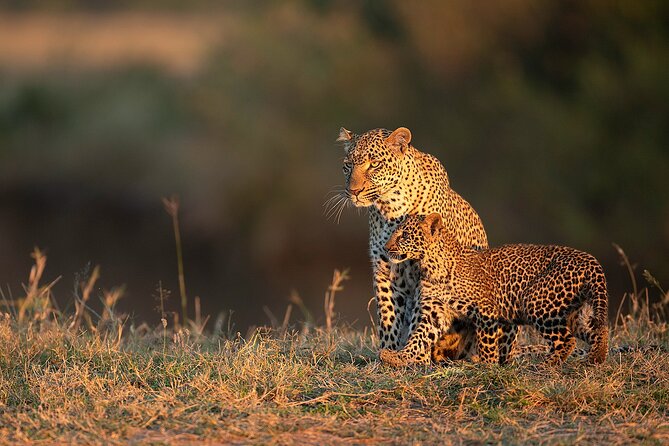 Kenya Safari: Amboseli, Lake Naivasha & Masai Mara - Price and Value: Is $1,650 a Good Deal?