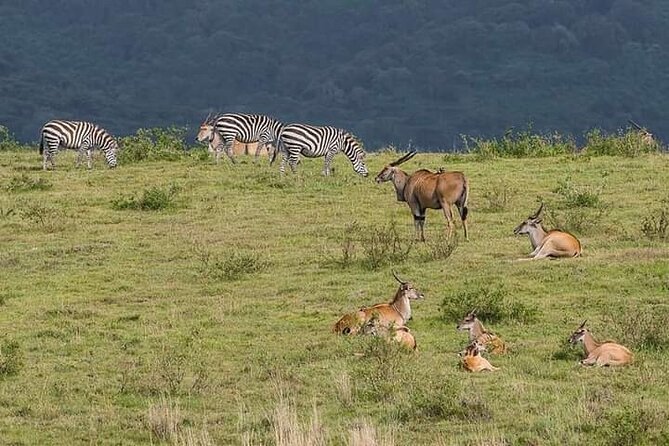 Kenya safari - Lake Nakuru National Park: flamingos, birds, and serious rhino country