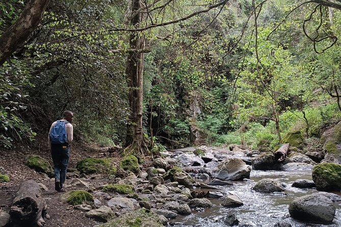 Kilimanjaro Wanderlust Day Hike - Bird sightings that happen while you are walking