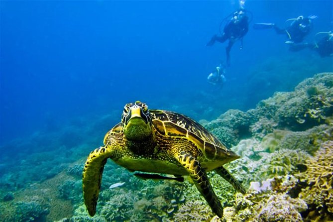 Kisite Marine Park Private Boat Snorkeling with breakfast & Lunch - Dolphin Searching on a Traditional Dhow: About One Hour at Sea