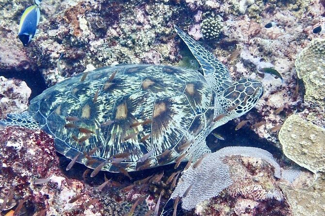 Kisite Mpunguti Day Trip. A day of Oceanic Wonders - Price and value: what $110 covers, and what can cost extra