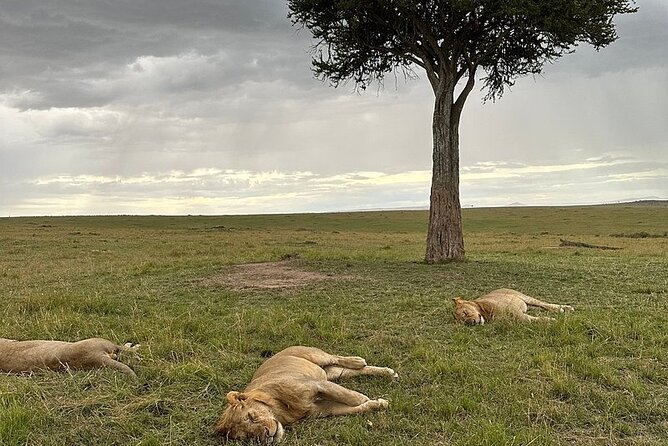 Lake Naivasha And Lake Nakuru Overnight Tour - Lake Nakuru National Park: flamingos, giraffes, and rhino country