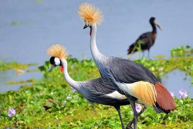 Lake Naivasha & Crescent island day trip. - Early Morning Pickup from Nairobi to the Rift Valley