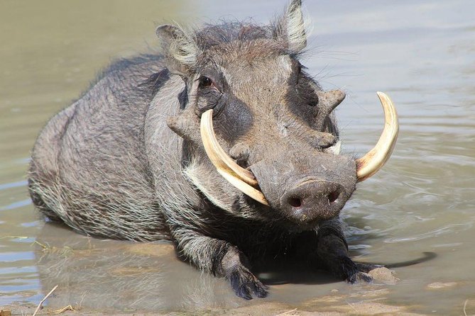 Lake Naivasha & Crescent island day trip. - Who This Day Trip Works Best For