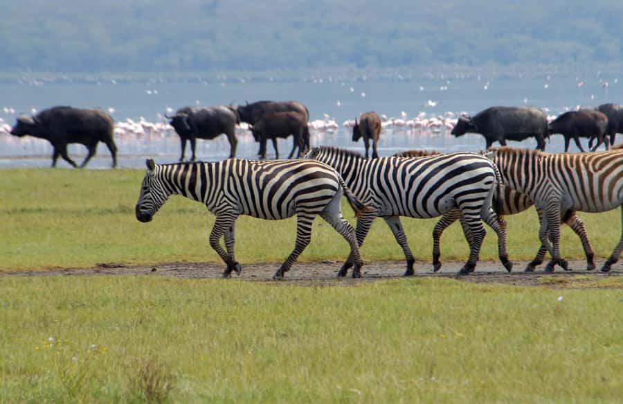 Lake Naivasha: Crescent Island Game Sanctuary - Key points before you go