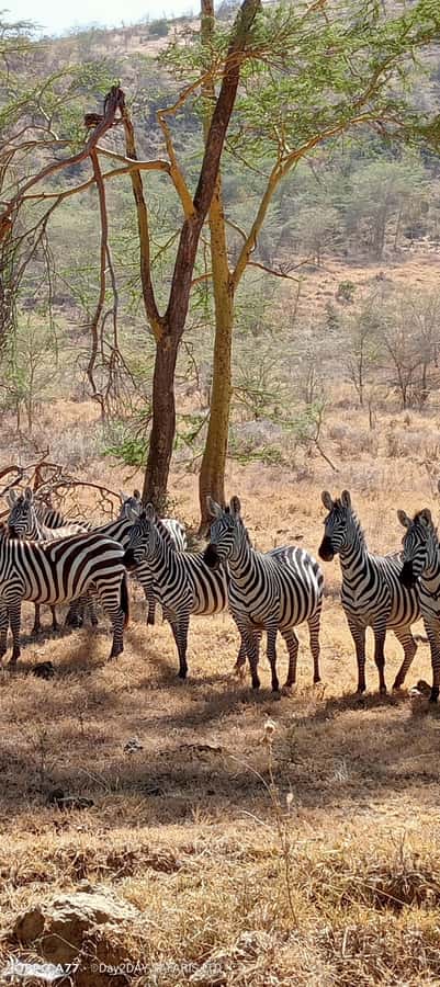 Lake Naivasha: Crescent Island Game Sanctuary - Lake Naivasha boat safari: hippos, waterbucks, and big birds
