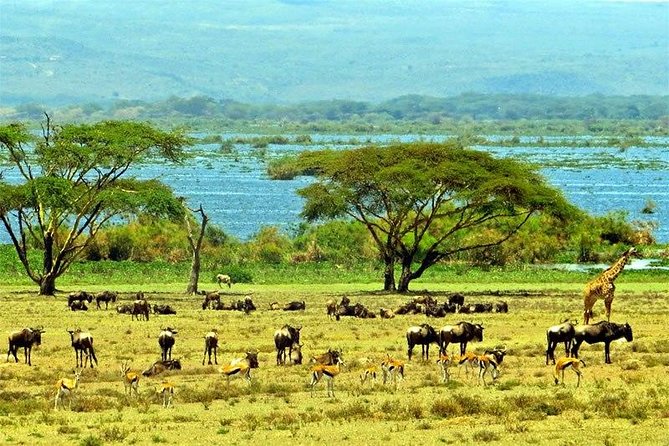 Lake Naivasha day tour including the crescent island - What the boat ride on Lake Naivasha adds to the day