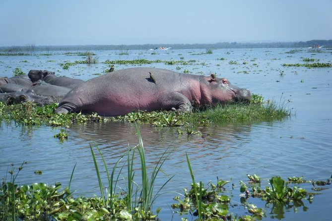 Lake Naivasha day tour including the crescent island - Birdlife on Naivasha: pelicans, cormorants, and fish-eagles