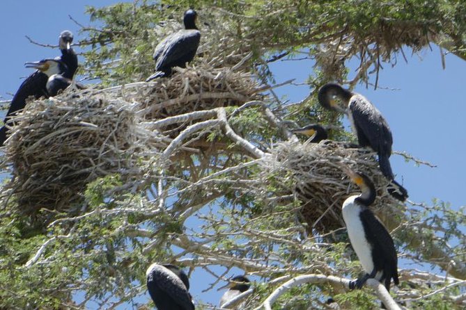 Lake Naivasha day tour including the crescent island - Guides and drivers: why Simon, Victor, and Nelson Nyamai matter