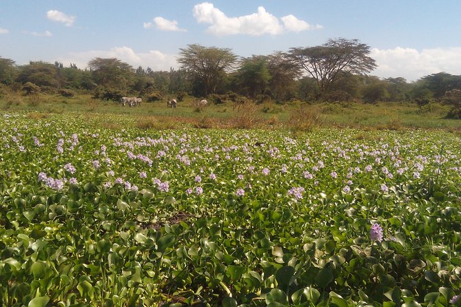 Lake Naivasha Private Day Tour with Boat Ride from Nairobi - Key Things That Make This Tour Work