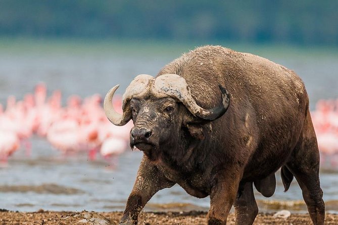 Lake Nakuru Day Trip From Nairobi - A lodge stop that actually breaks the day