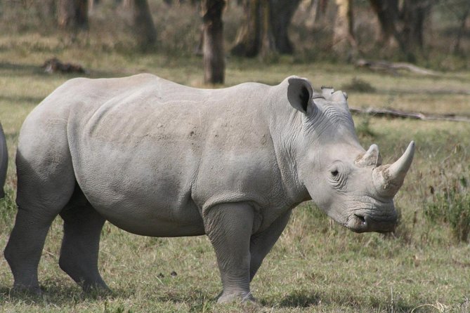 Lake Nakuru Day Trip From Nairobi - Who this day trip suits best