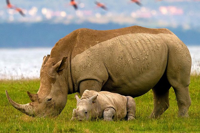 Lake Nakuru Day Trip From Nairobi - Stop 1: Lake Nakuru National Park and its two big surprises