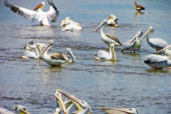 Lake Nakuru Day Trip Safari – & Optional Lake Naivasha Boat - Why This Safari Runs So Early, and What It Gets You