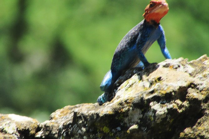 Lake Nakuru Day Trip Safari – & Optional Lake Naivasha Boat - Lake Nakuru Morning Game Drive: Flamingos First, Then the Big Finds