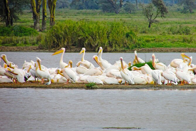 Lake Nakuru Day Trip Safari – & Optional Lake Naivasha Boat - Makalia Waterfalls: A Short Stop That Changes the Mood