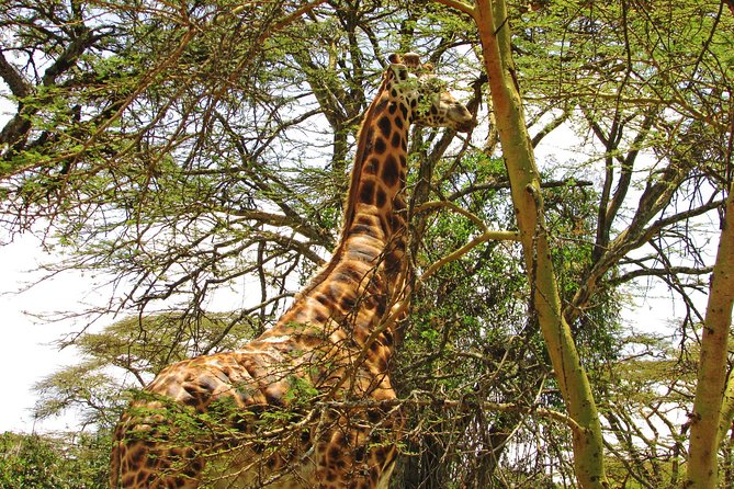 Lake Nakuru Day Trip Safari – & Optional Lake Naivasha Boat - Baboon Cliff and the Lunch-View Reality