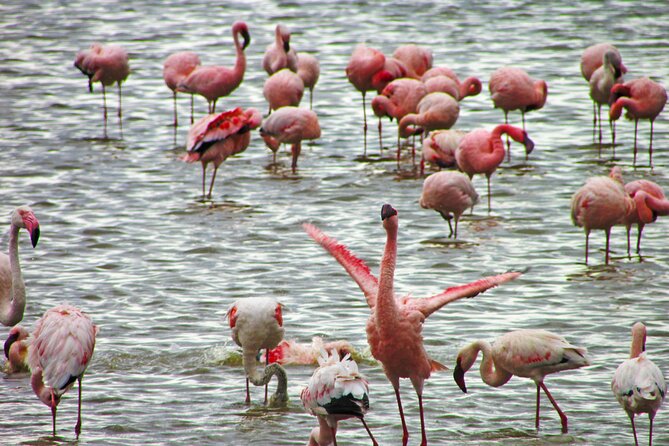 Lake Nakuru Day Trip Safari – & Optional Lake Naivasha Boat - Lake Naivasha Stop and the Optional Boat Safari