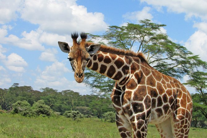 Lake Nakuru Day Trip Safari – & Optional Lake Naivasha Boat - Crescent Island Game Sanctuary Walk: No Predators, Lots of Up-Close Watching