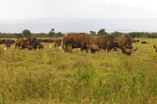 Lake Nakuru Day Trip Safari – & Optional Lake Naivasha Boat - The Rift Valley View Point: Photos, Wind, and a Final Reset