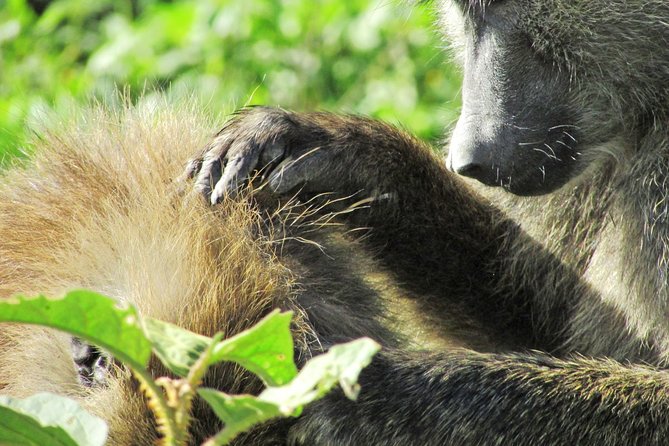 Lake Nakuru Day Trip Safari – & Optional Lake Naivasha Boat - The Highway Drive and Lake Elementaita Stop