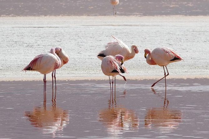 Lake Nakuru, Naivasha & Masai Mara 4 Days Private Jeep Safari - Day 3: Full-day Maasai Mara game viewing plus a Mara River picnic
